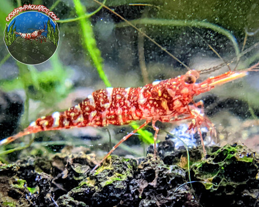 SULAWESI RED ORCHID SHRIMP