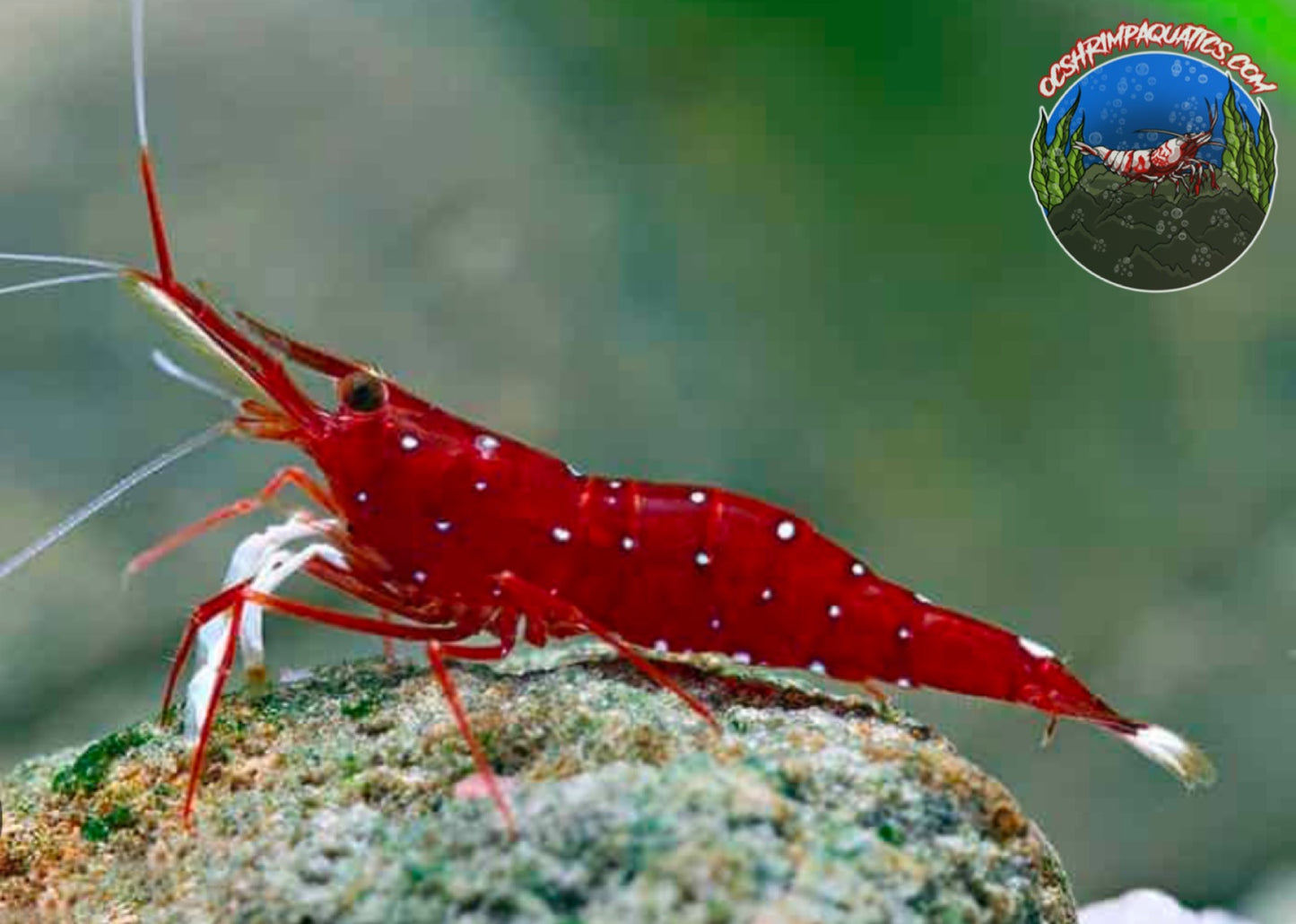 SULAWESI CARDINAL SHRIMP