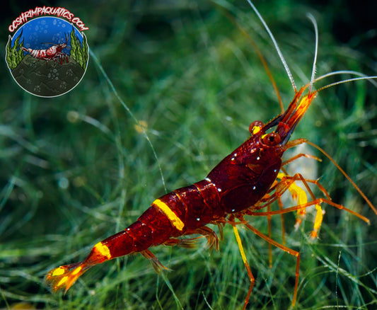 SULAWESI YELLOW STRIPE SHRIMP