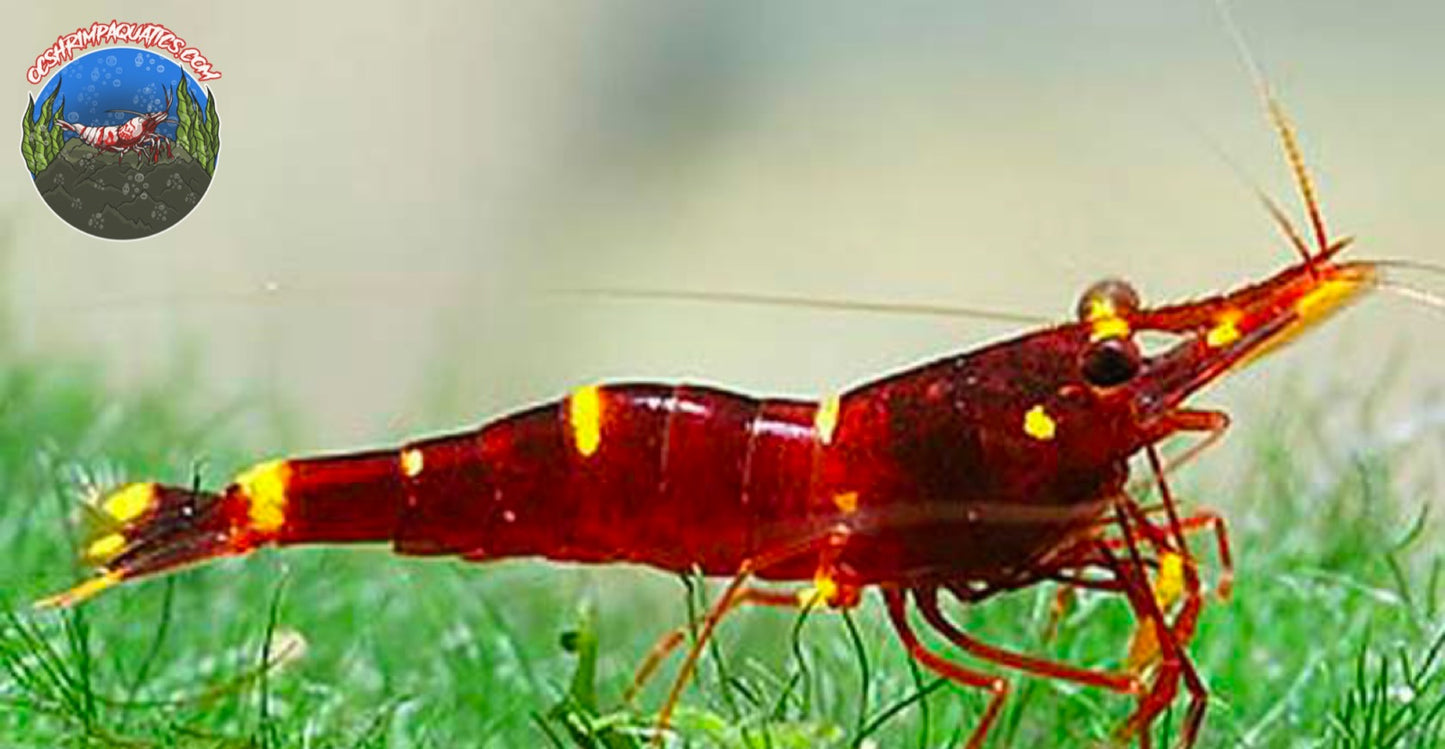 SULAWESI YELLOW CHEEK SHRIMP