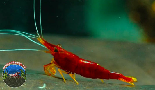 SULAWESI YELLOW NOSE SHRIMP