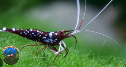 SULAWESI GALAXY SHRIMP