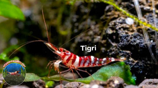 SULAWESI TIGRIS SHRIMP