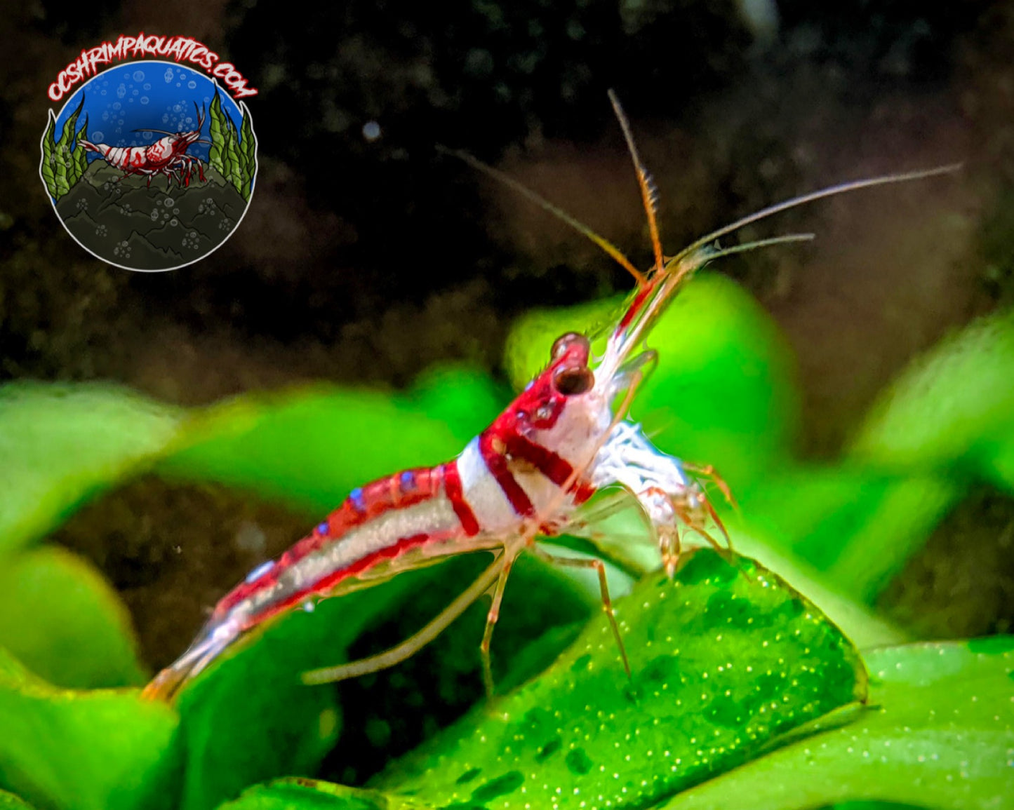 SULAWESI HALEQUIN SHRIMP