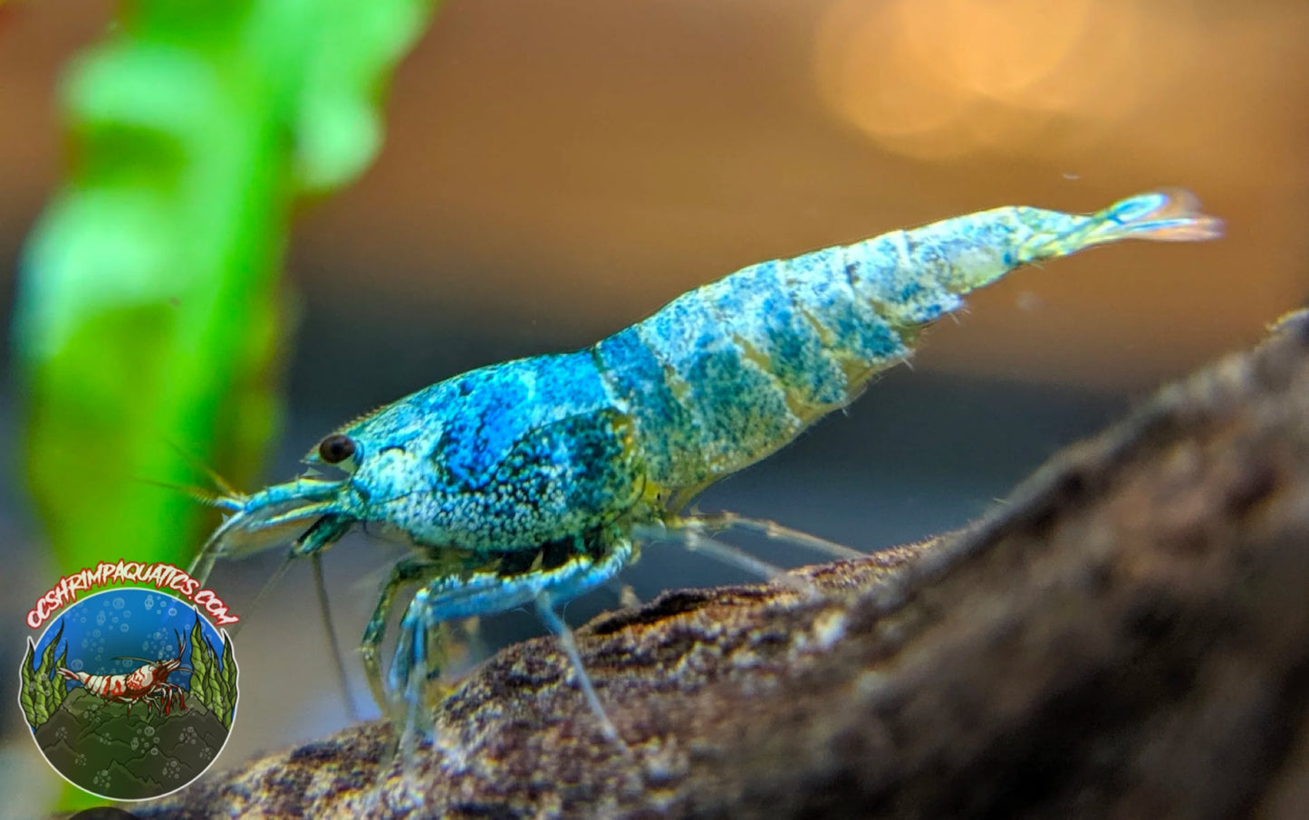 BLUE BOLT SHRIMP  ( S-SS GRADE )