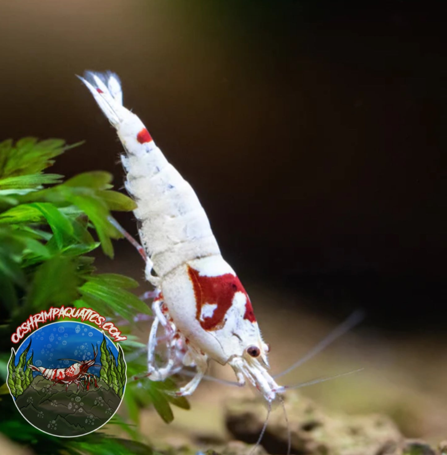 PURE RED LINE SHRIMP  ( PRL )