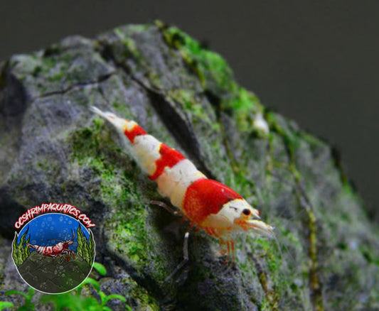 CRYSTAL RED SHRIMP - CRS