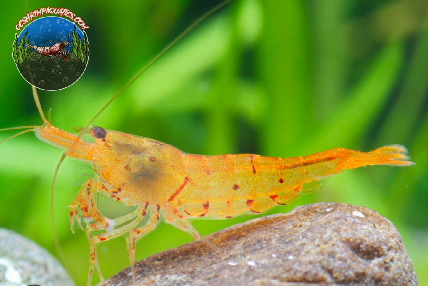 TANGERINE TIGER SHRIMP