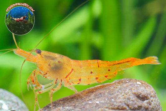 TANGERINE TIGER SHRIMP