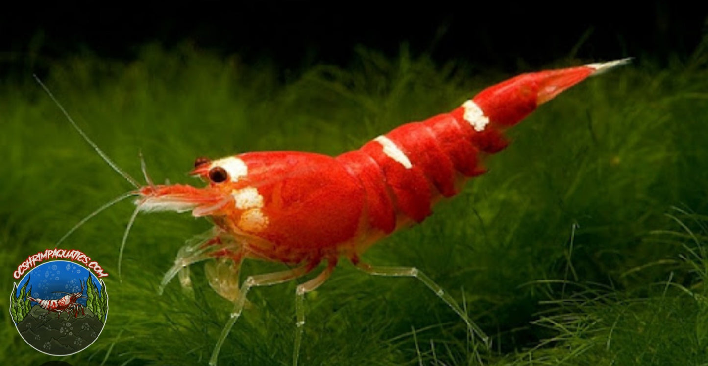 SUPER RED CRYSTAL SHRIMP