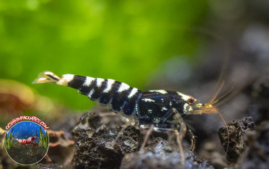 BLACK GALAXY SHRIMP