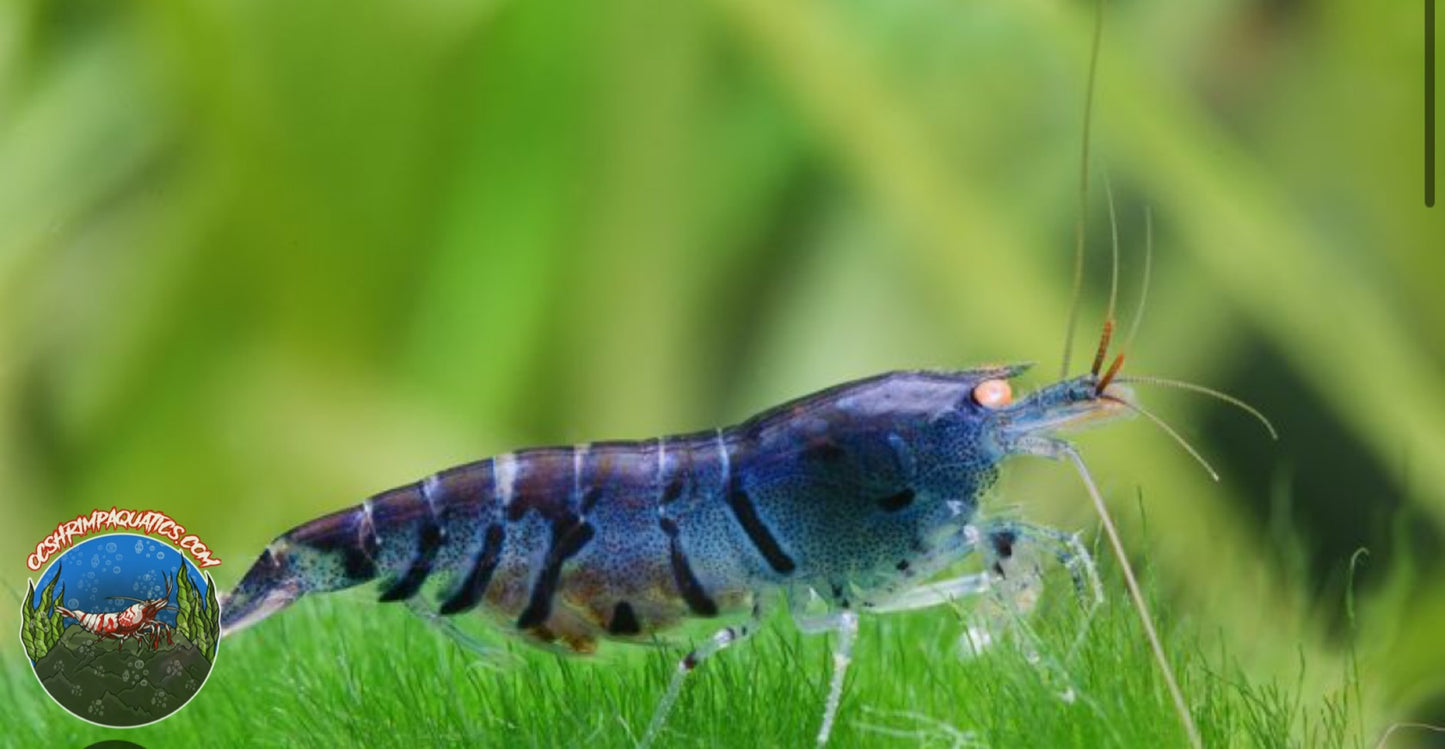 ORANGE EYE BLUE TIGER SHRIMP (OEBT)