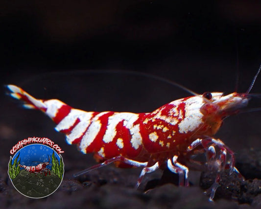 RED FANCY SHRIMP