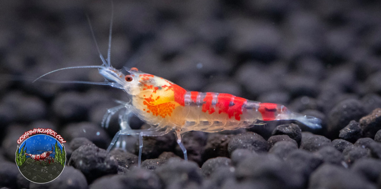 GOLDEN DRAGON SHRIMP