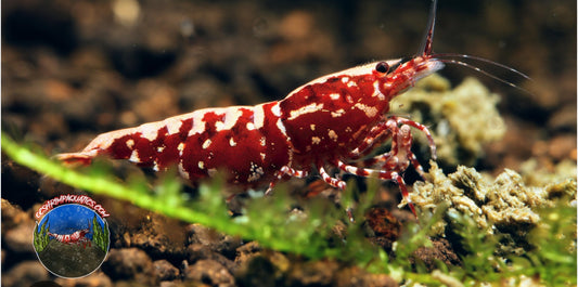 RED GALAXY SHRIMP