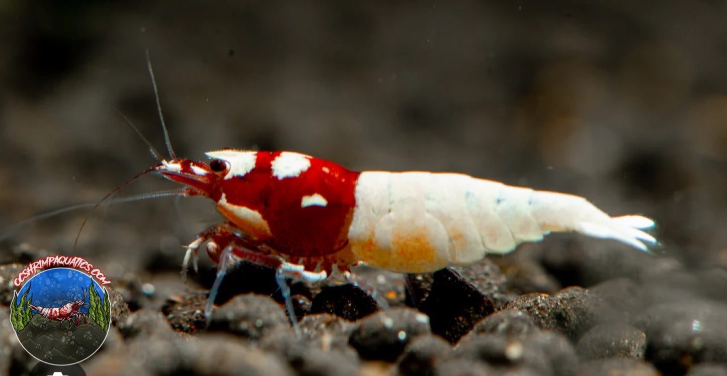 RED  PINTO SHRIMP