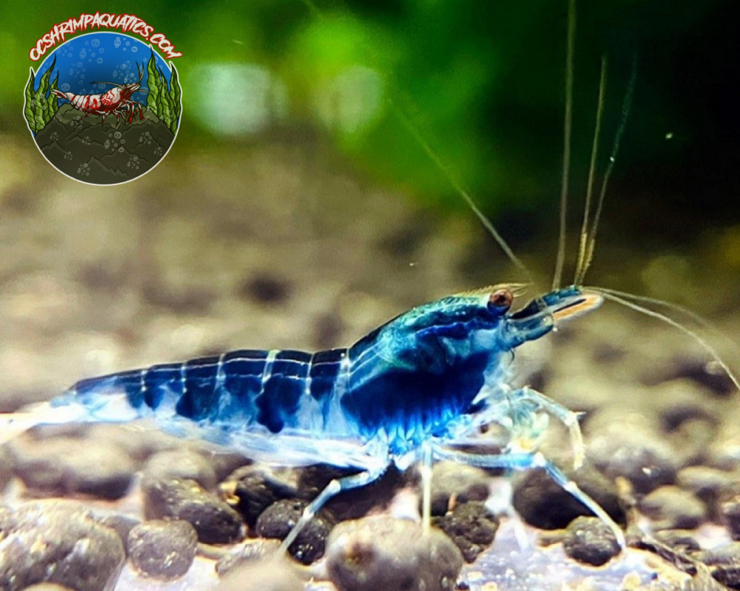 DRAGON BLOOD SHRIMP