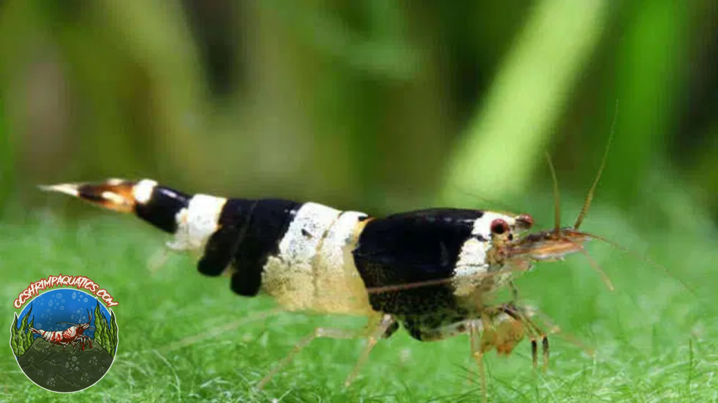 CRYSTAL BLACK SHRIMP - CBS