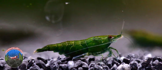 GREEN JADE SHRIMP