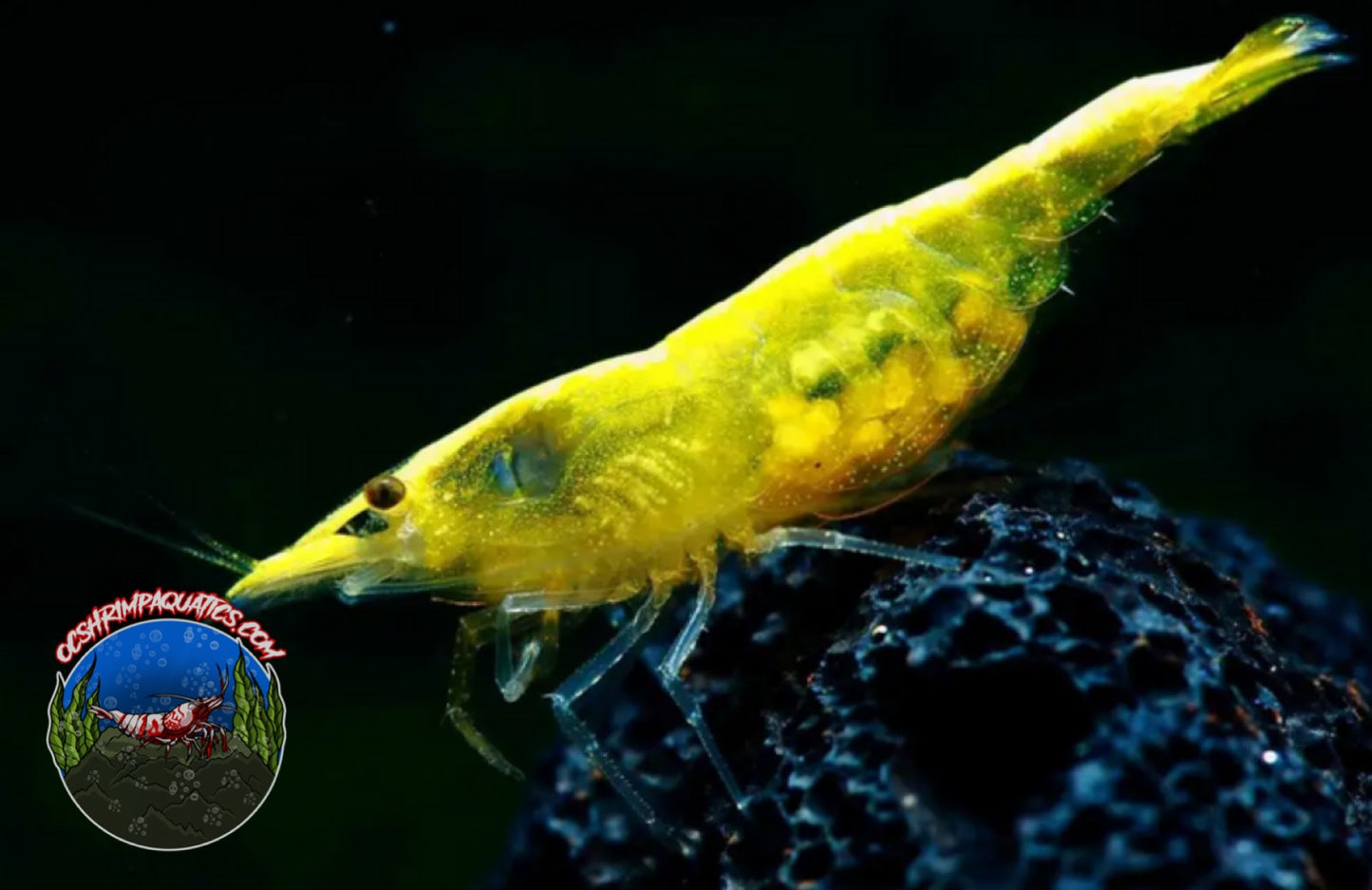 YELLOW GOLDEN BACK SHRIMP