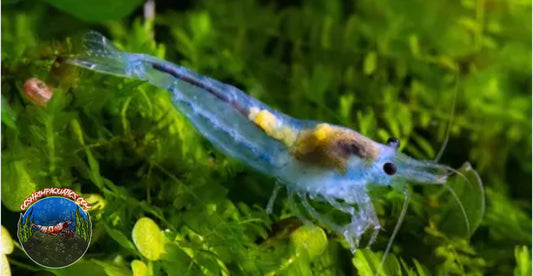 BLUE VELVET SHRIMP