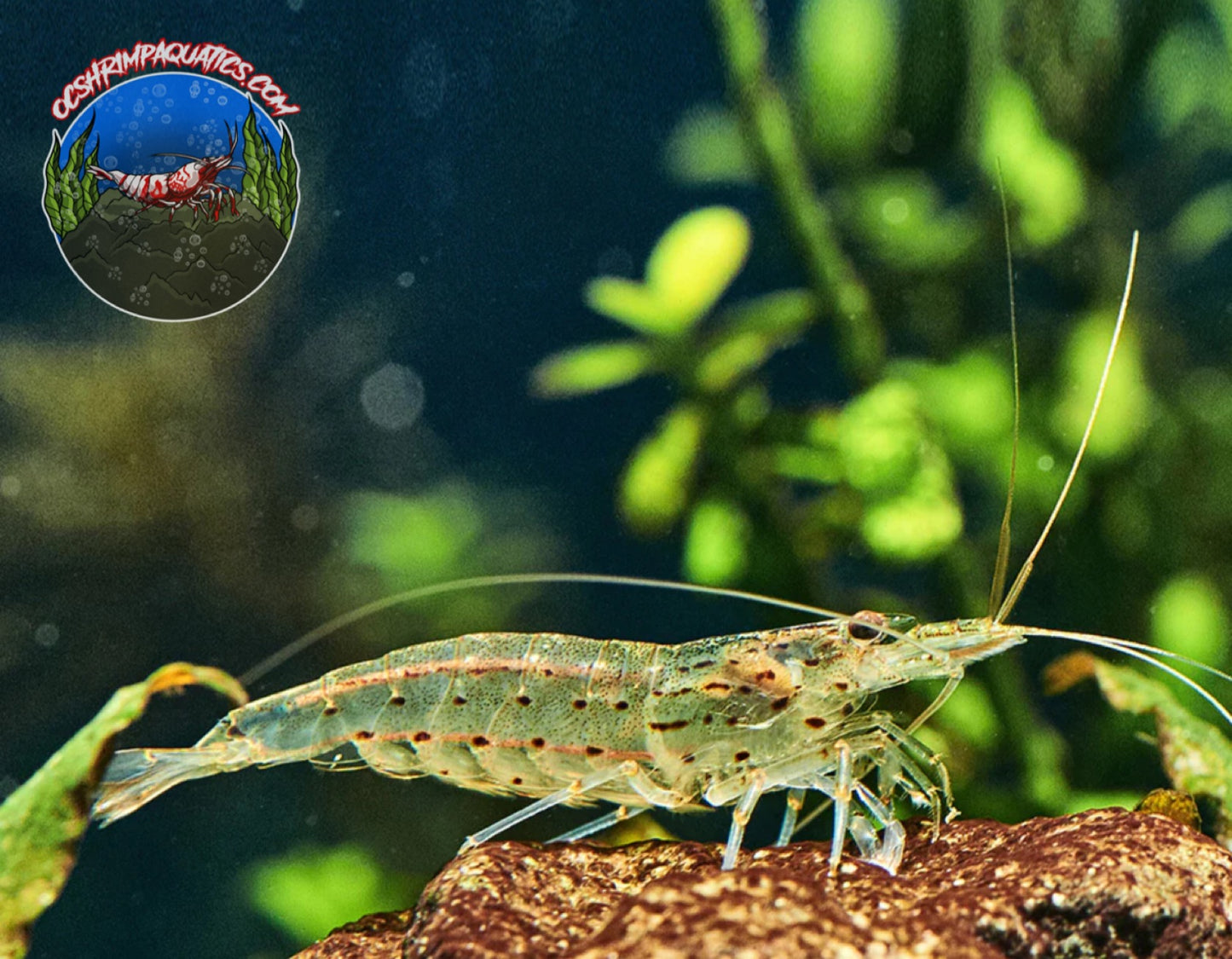 AMANO SHRIMP