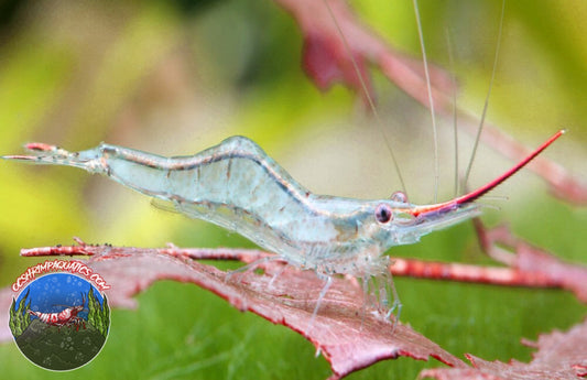 RED NOSE SHRIMP