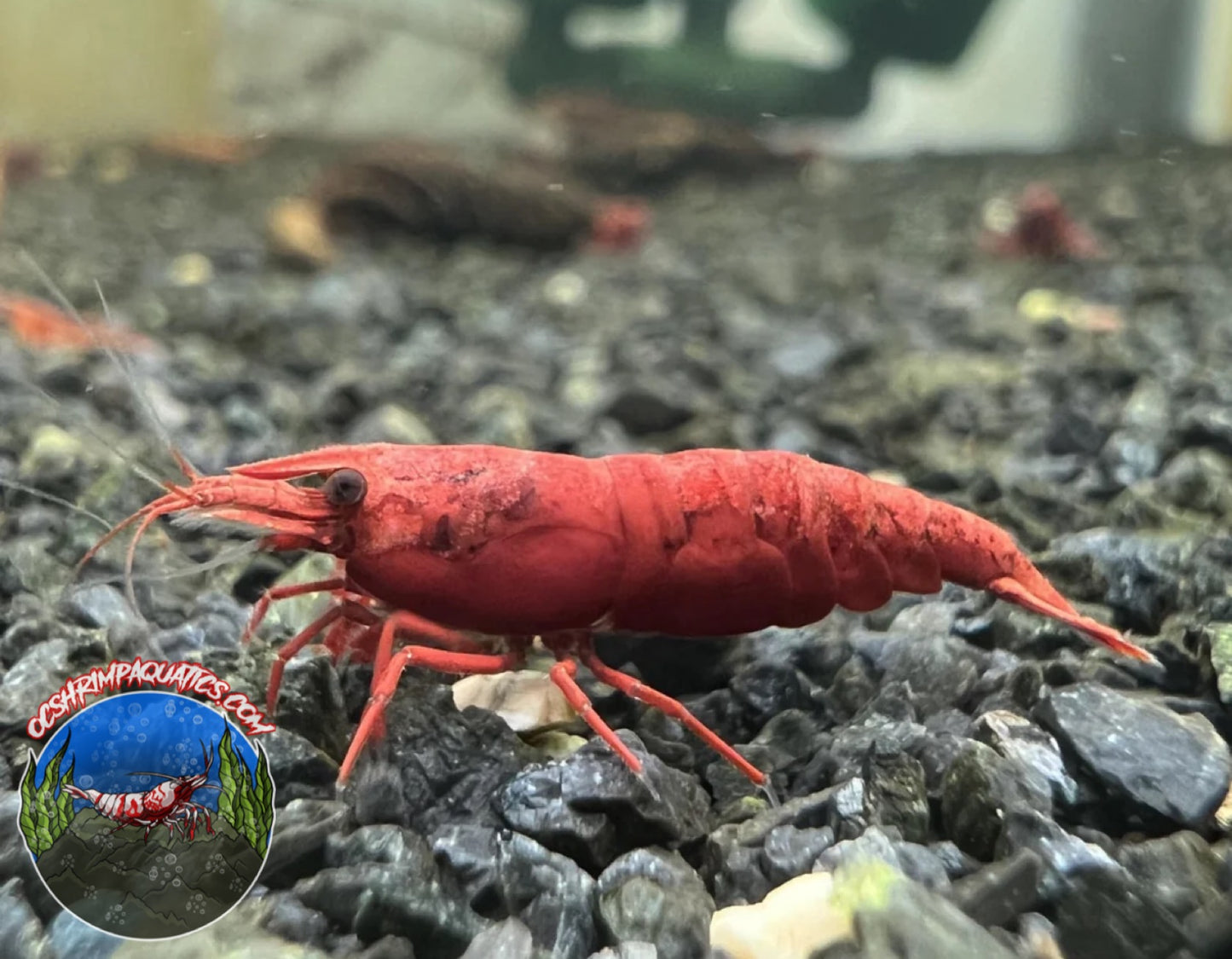 FIRE RED SHRIMP