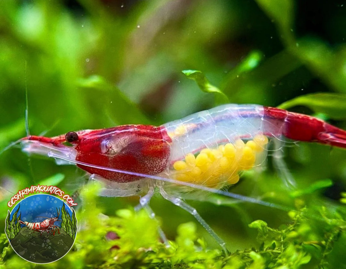 RED RILI SHRIMP