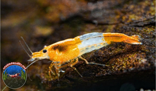 ORANGE RILLI SHRIMP