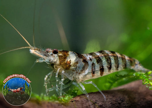 PURPLE ZEBRA SHRIMP