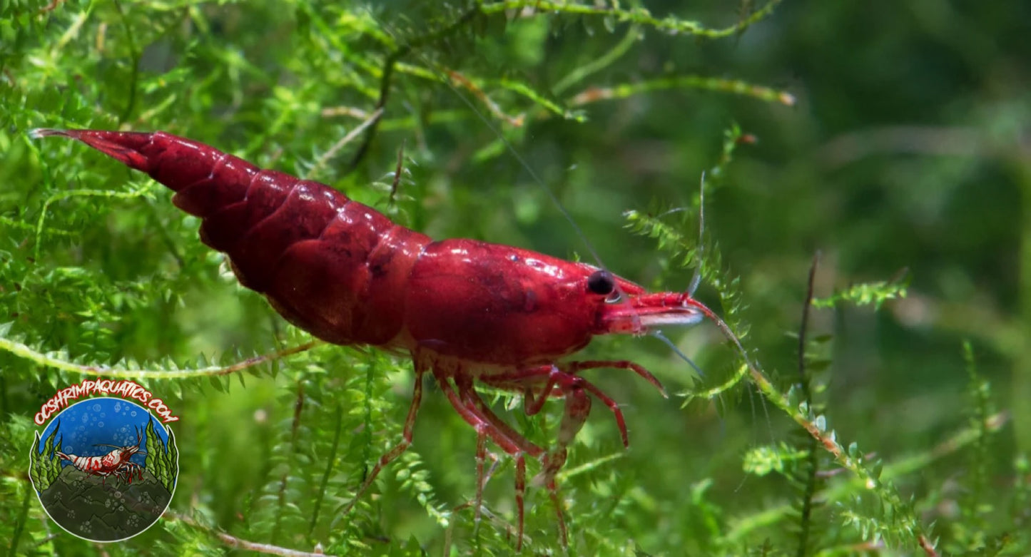 BLOODY MARY SHRIMP