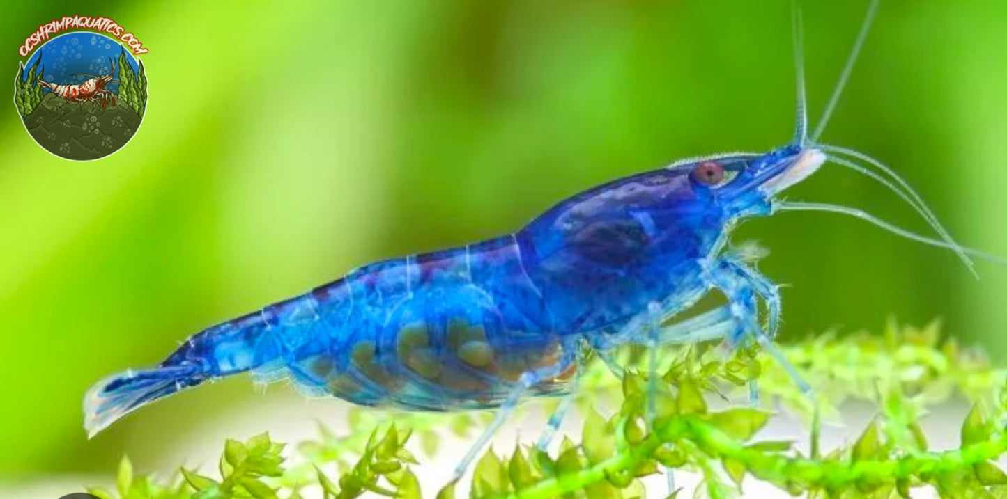 BLUE DREAM SHRIMP