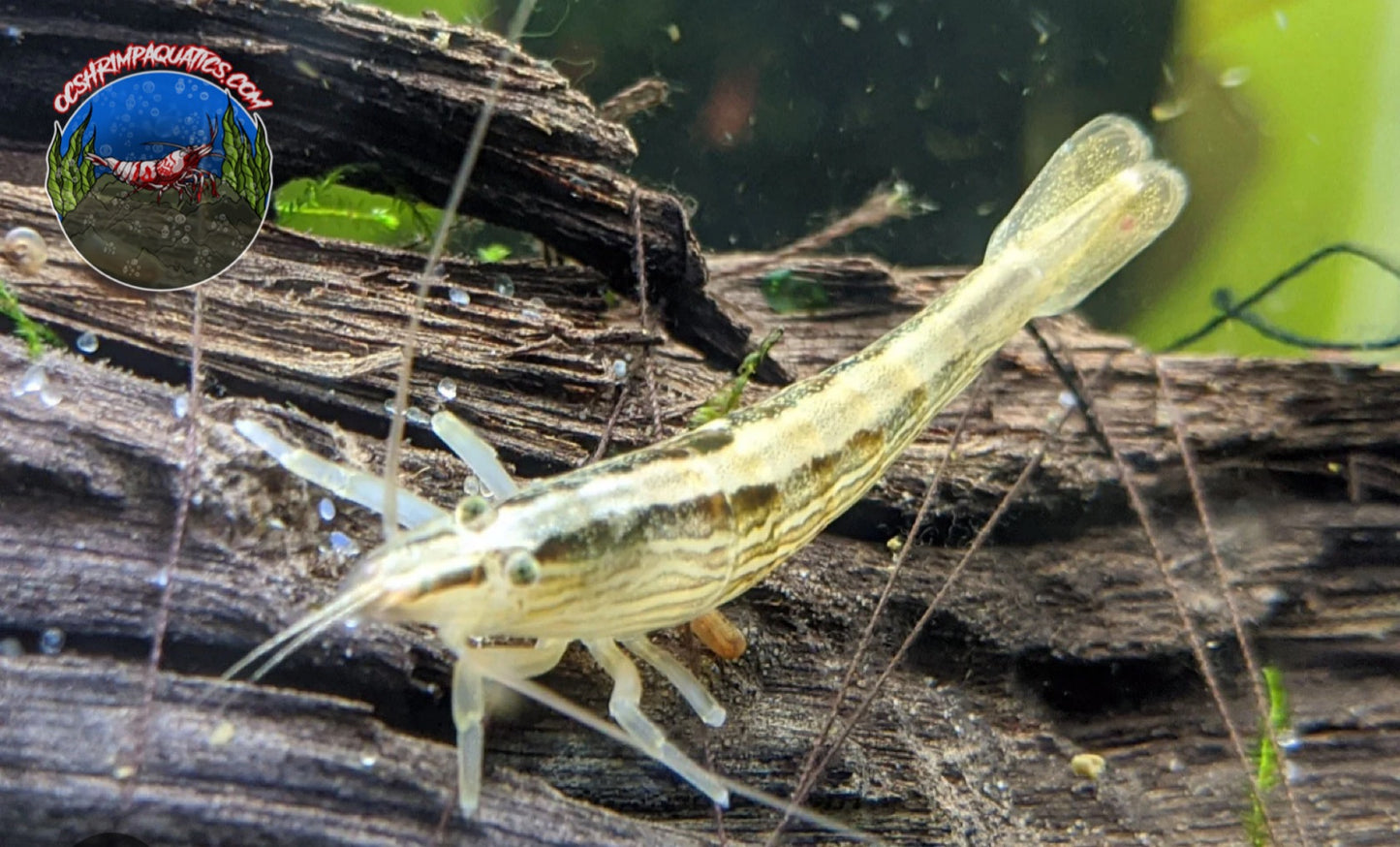 BAMBOO SHRIMP