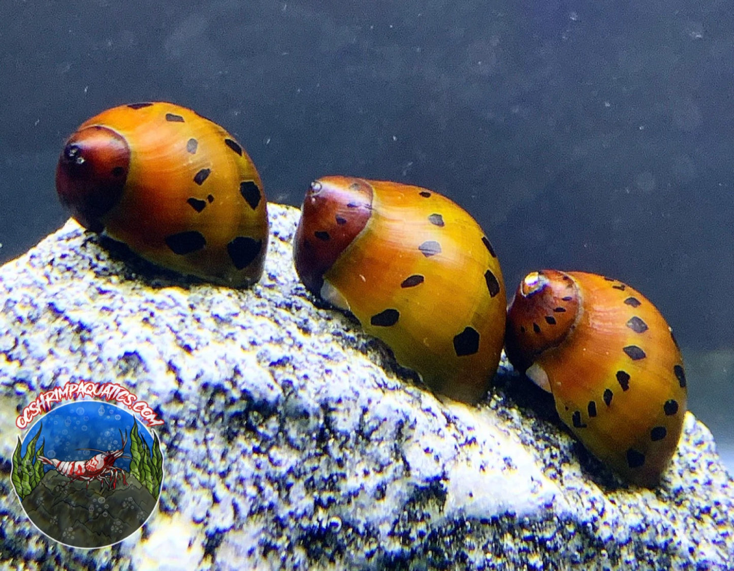 TIGER NIRITE SNAIL