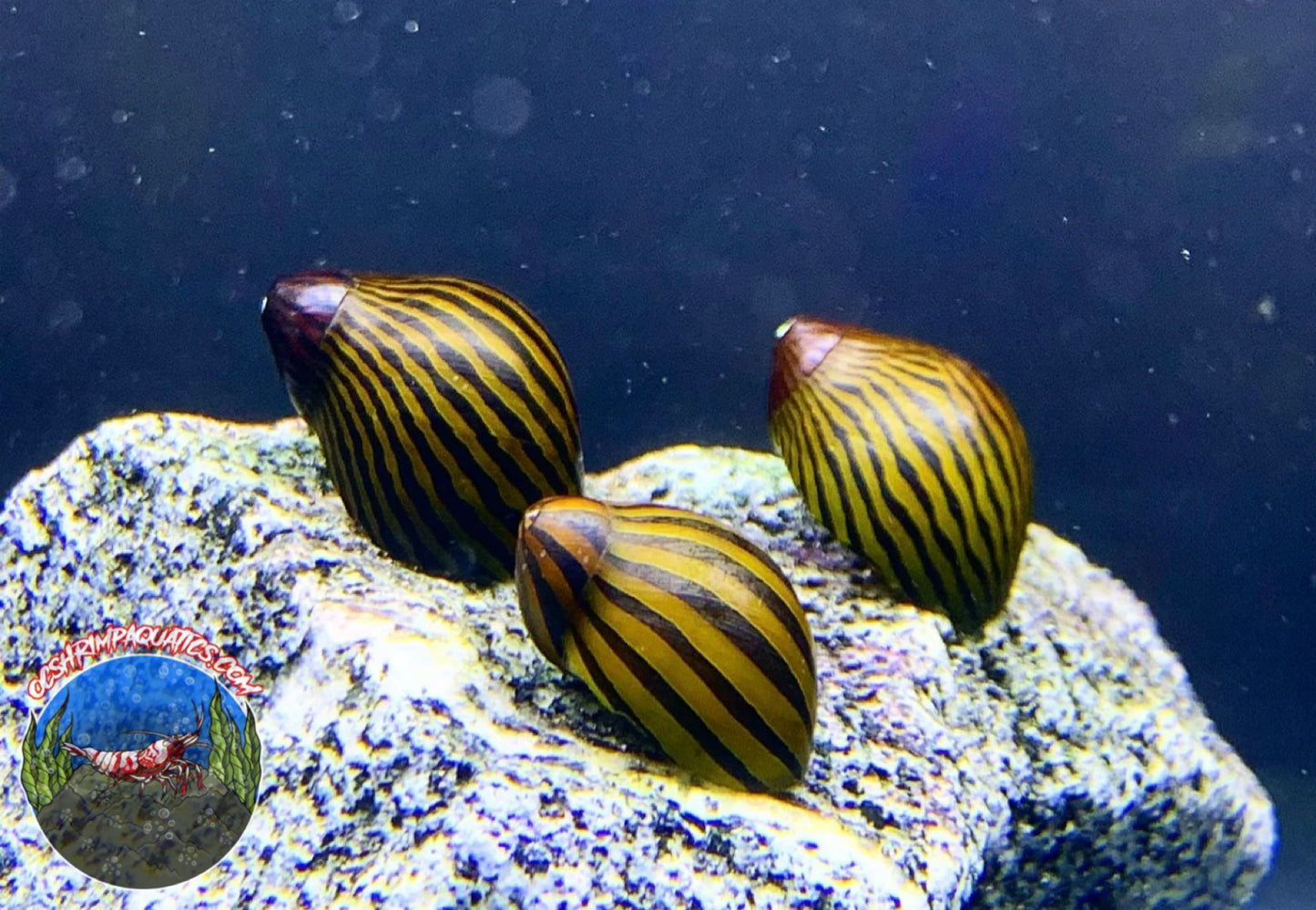 ZEBRA NIRITE SNAIL