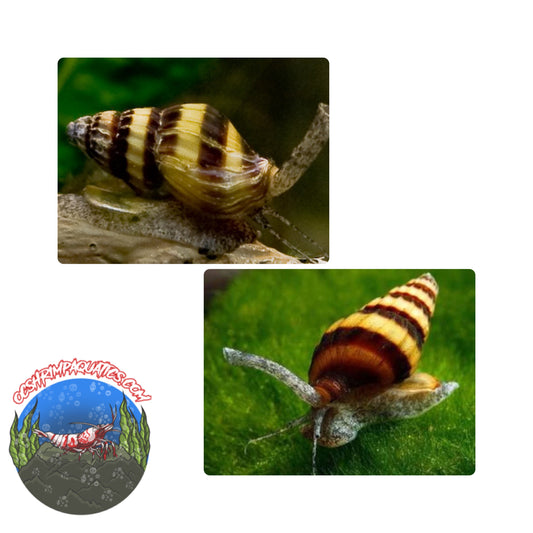 ASSASSIN SNAIL