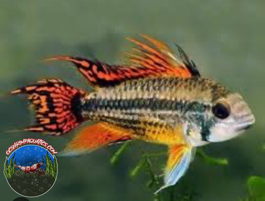 APISTOGRAMMA  COCKATOO