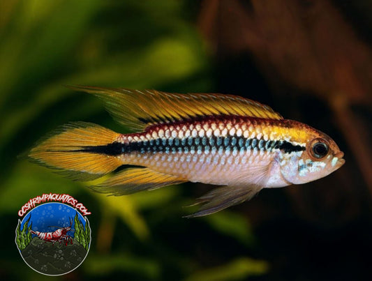 APISTOGRAMMA  AGASSIZII