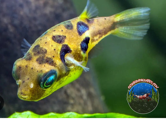 PEA PUFFER