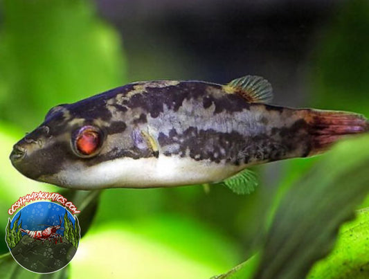 RED EYE PUFFER