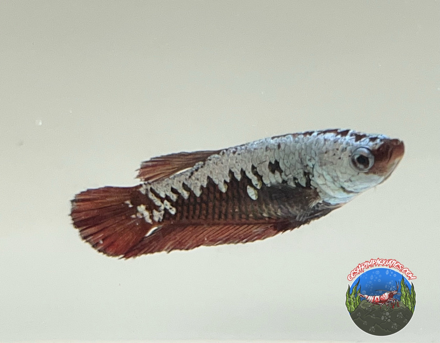 RED SAMURAI BETTA  ( FEMALE )