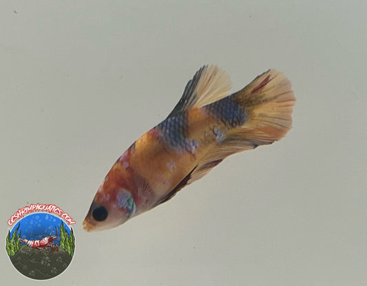 KOI  GALAXY BETTA  ( FEMALE )