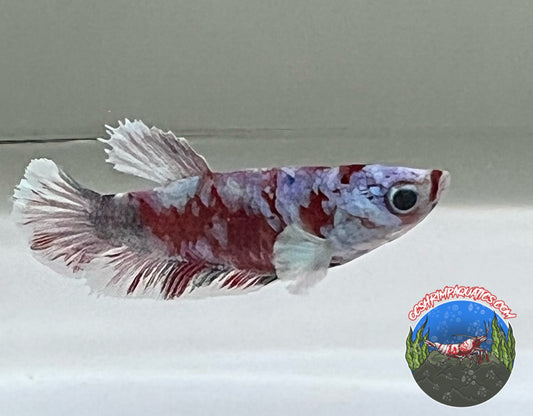 MULTI   COLORS  BETTA  ( FEMALE )