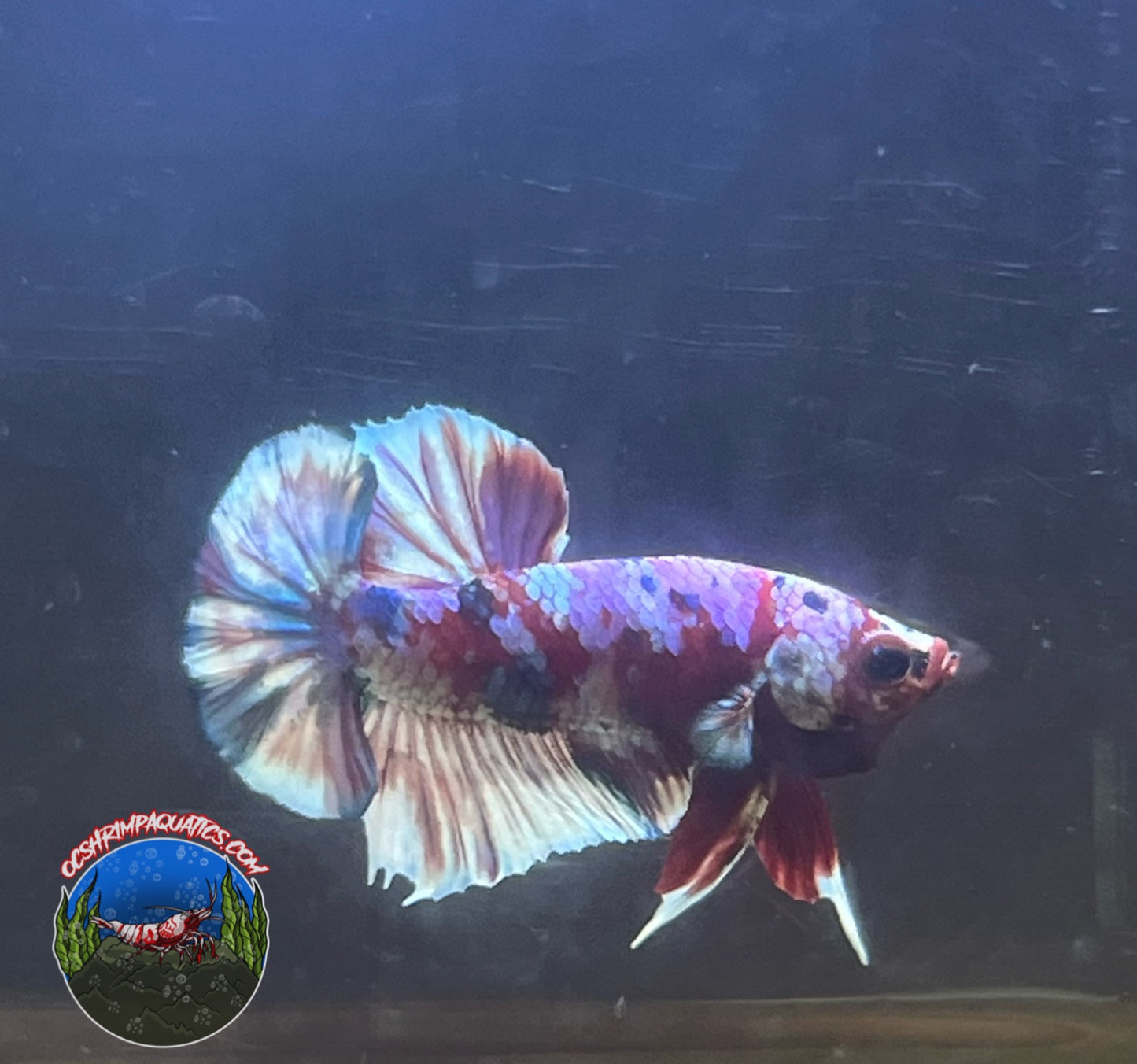 MULTI  COLORS  BETTA  ( MALE )