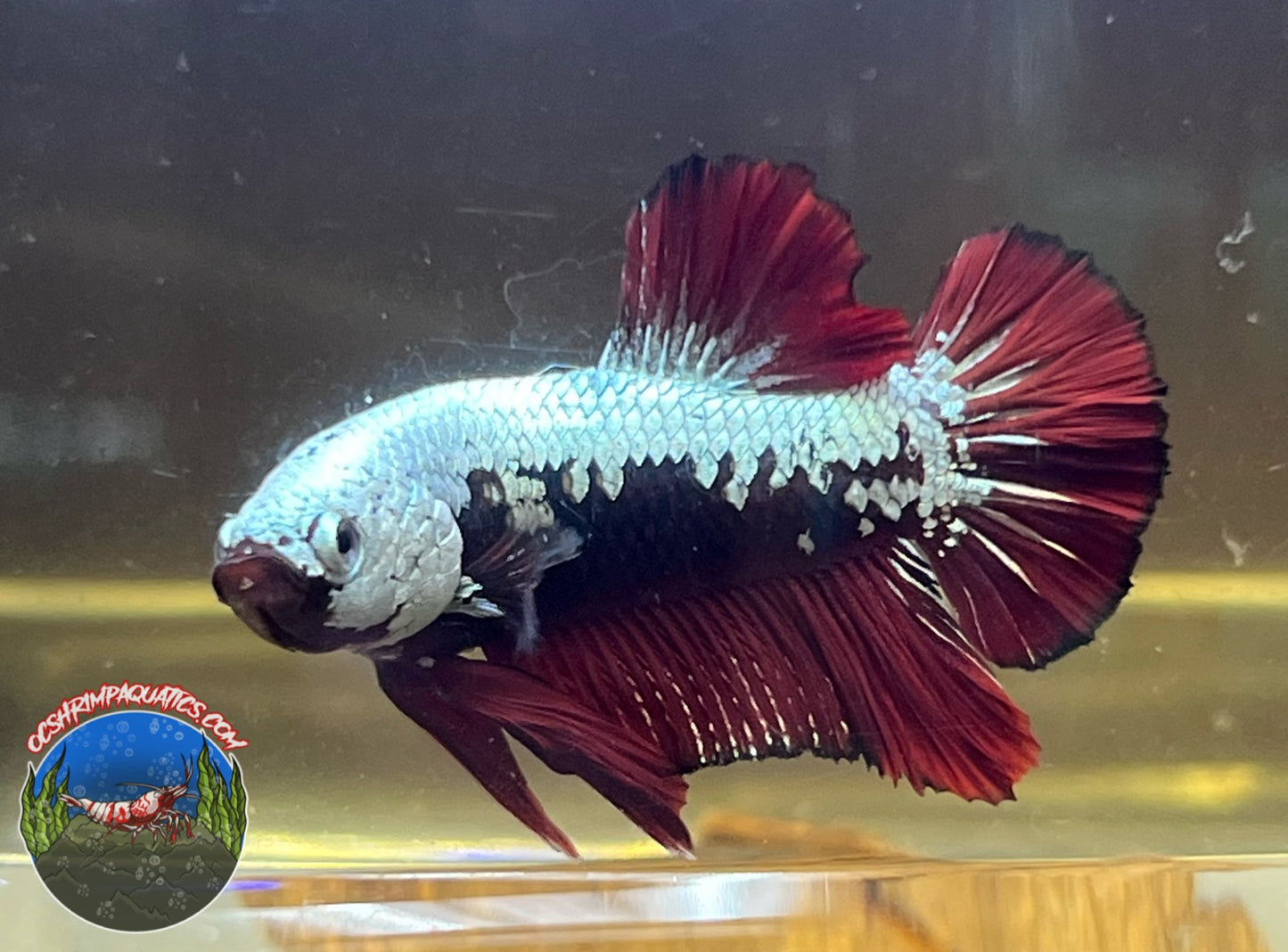 RED SAMURAI BETTA ( MALE )