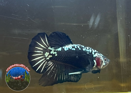 BLACK SAMURAI BETTA  ( MALE )