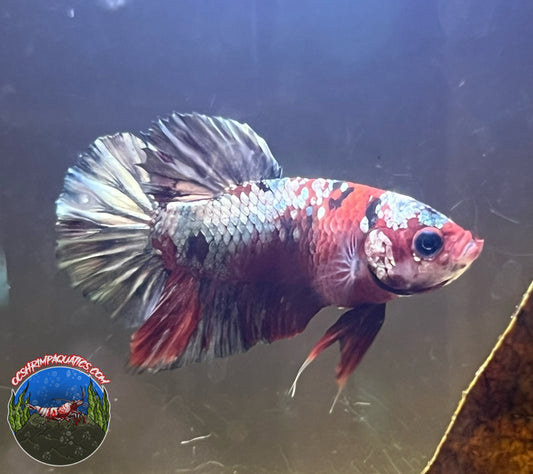 GALAXY COPPER BETTA ( MALE )