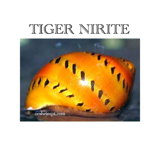 NERITE-TIGER-SNAIL