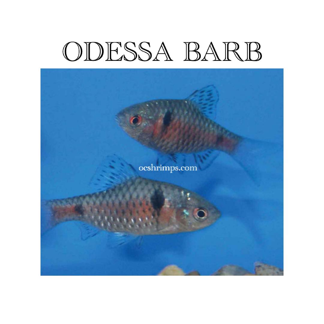 ODESSA-BARB